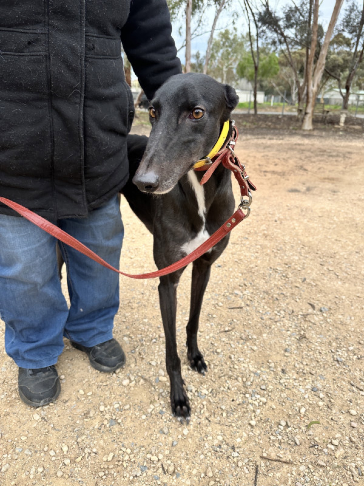 Leo