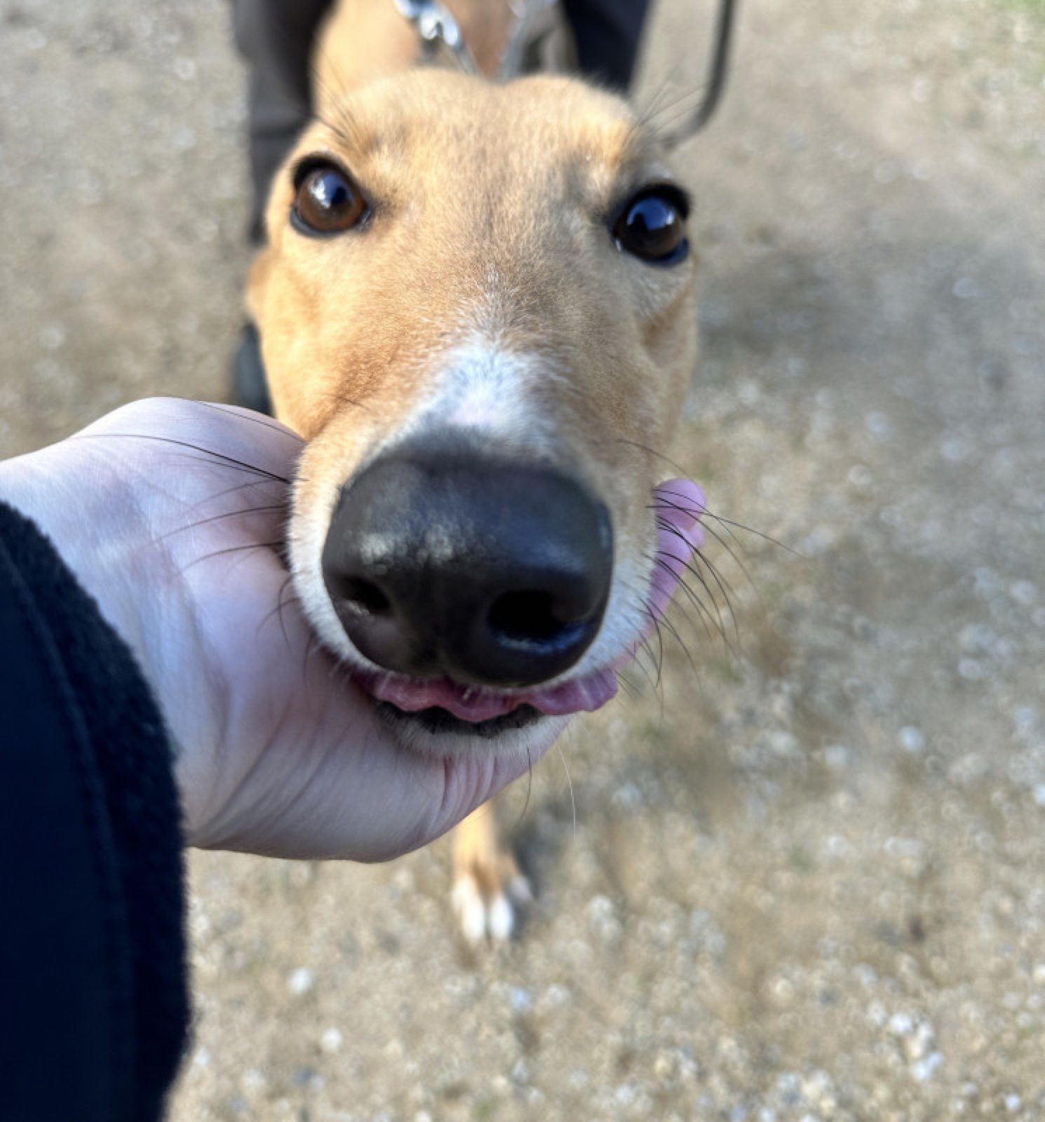 Gus