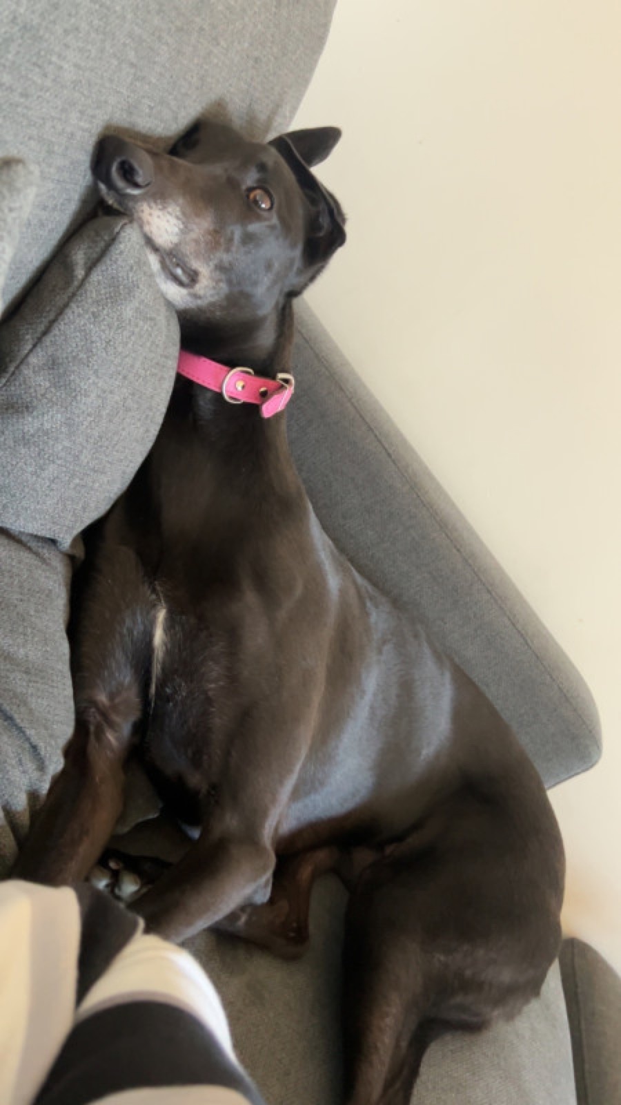 Lexi