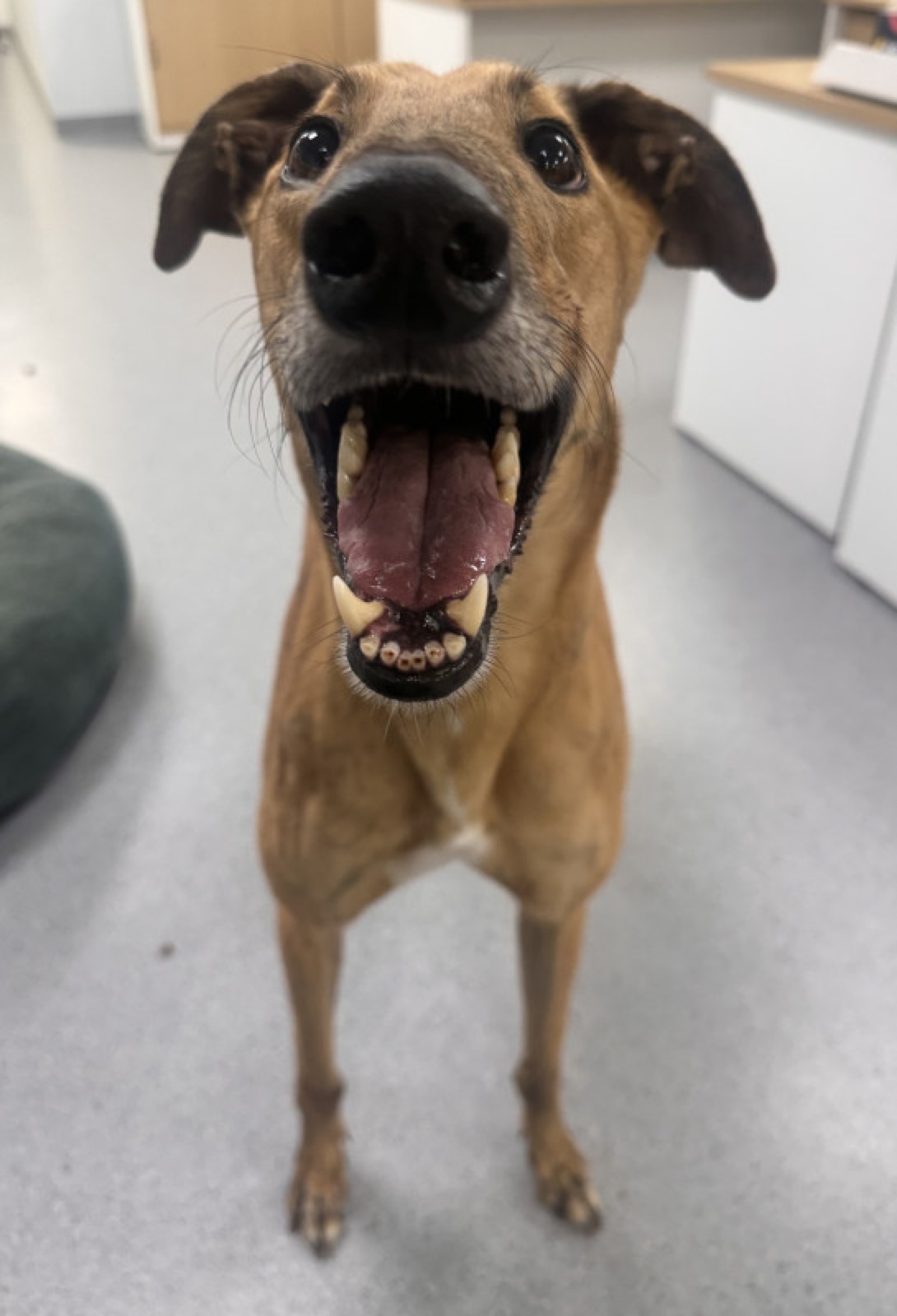 Max