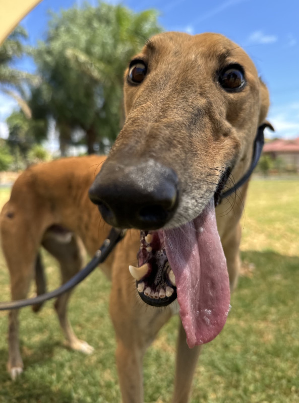 Max