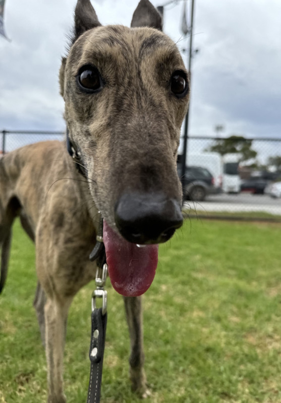 Sammy