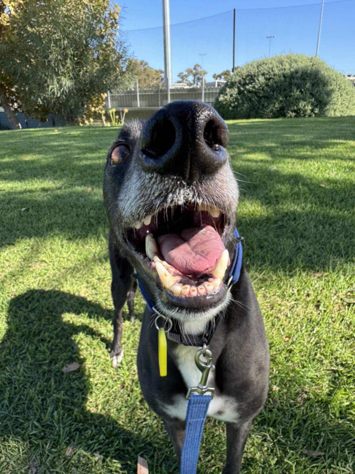 Cooper