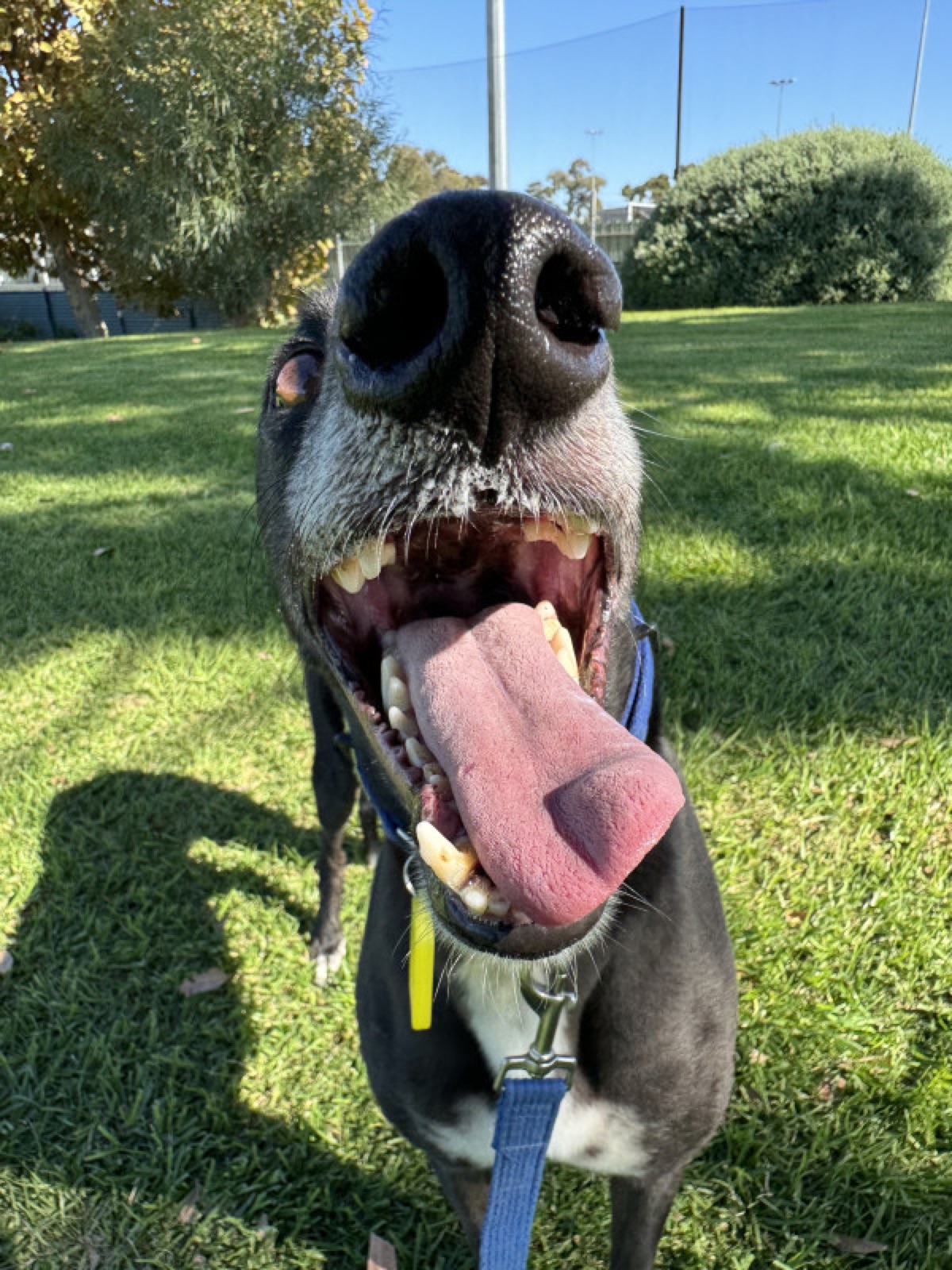 Cooper