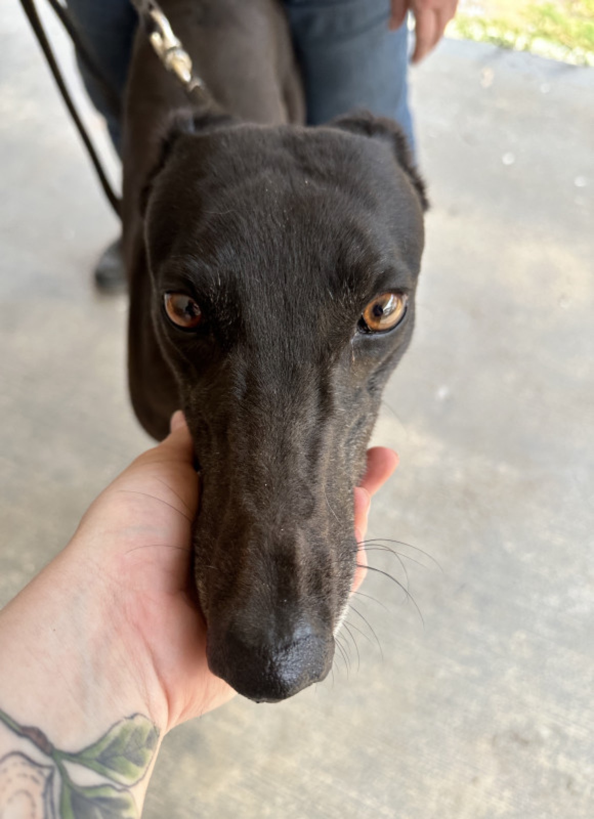 Blacky