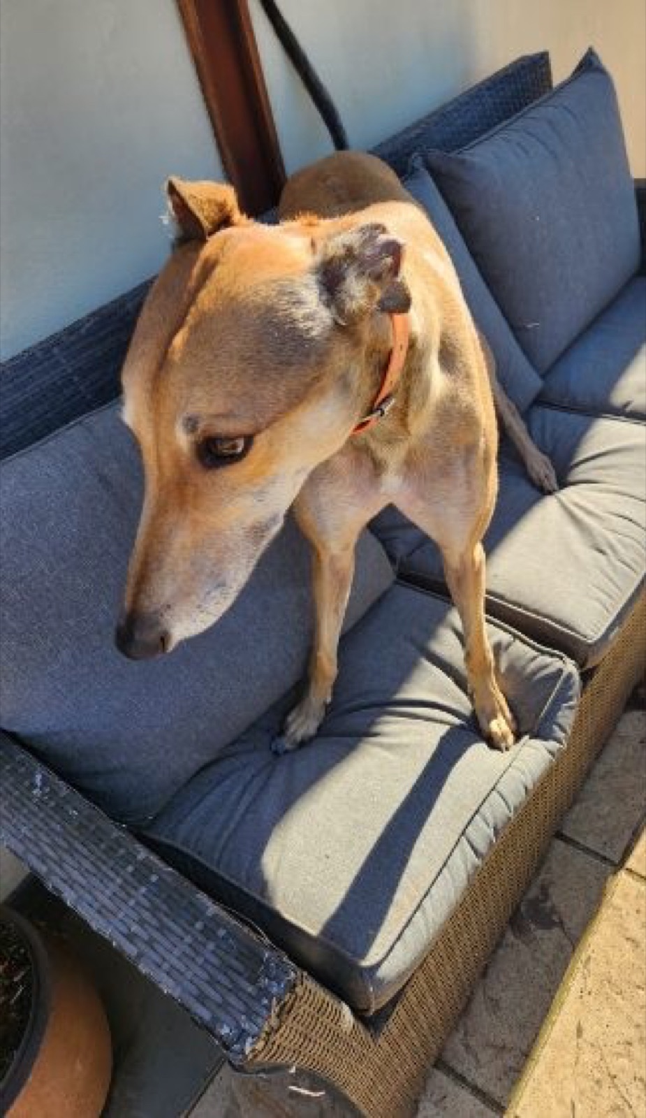 Sam