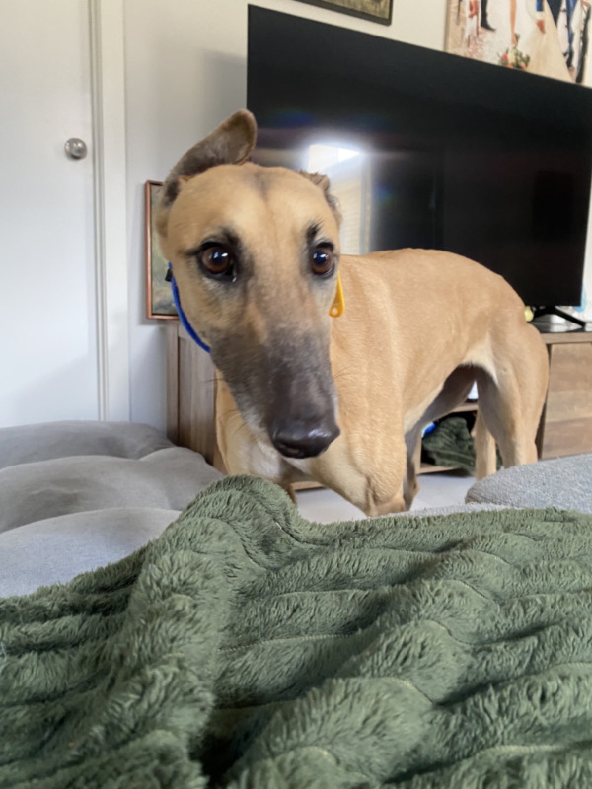Zelda