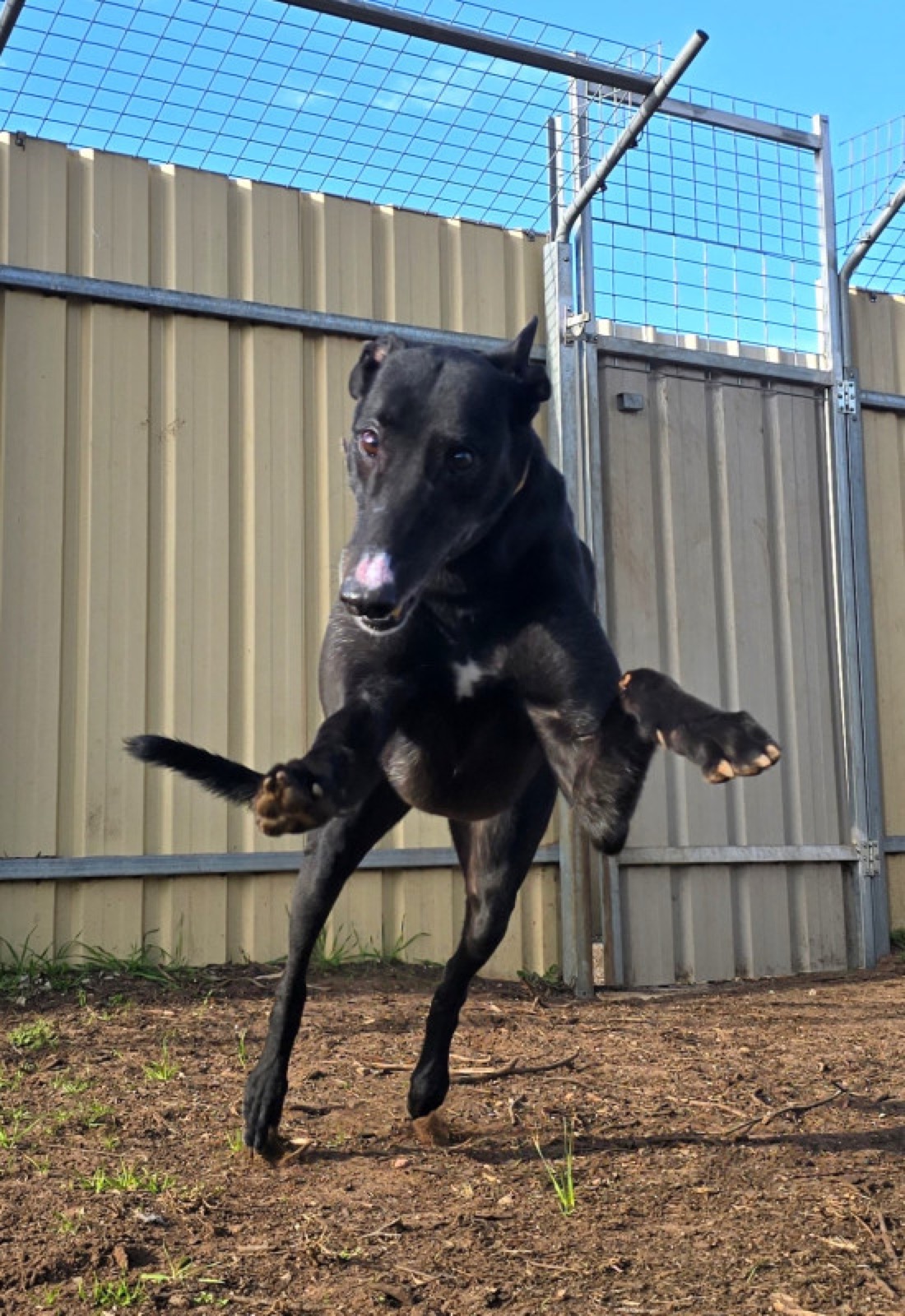 Watson