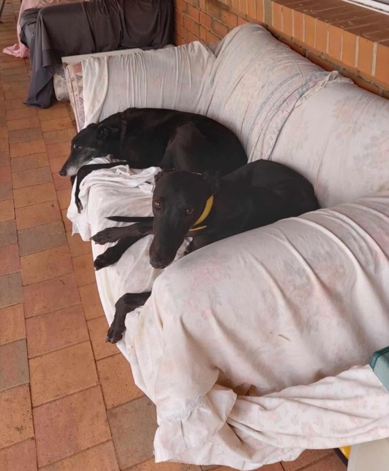 Axel