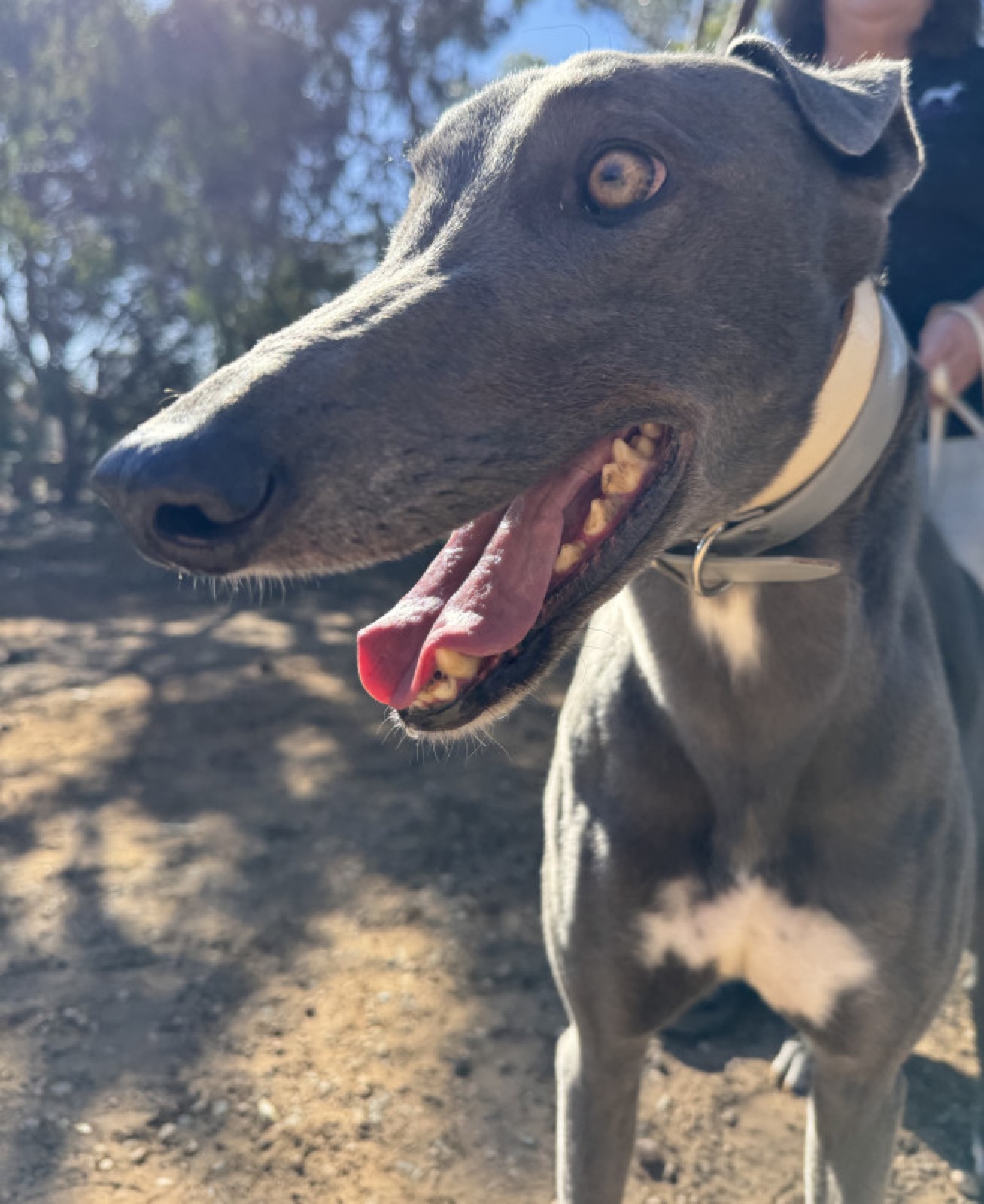 Pete