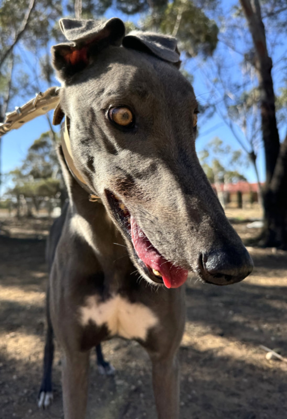 Pete