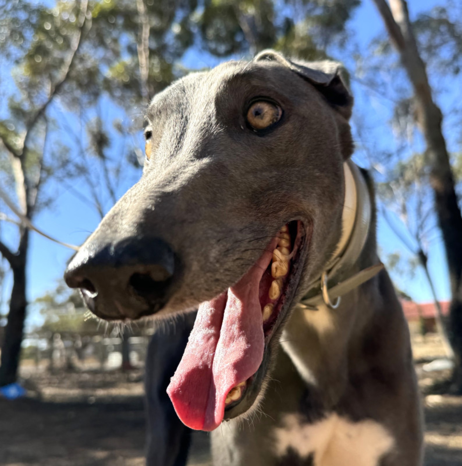 Pete