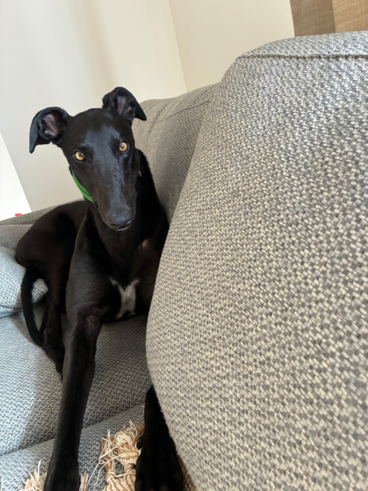 Albie