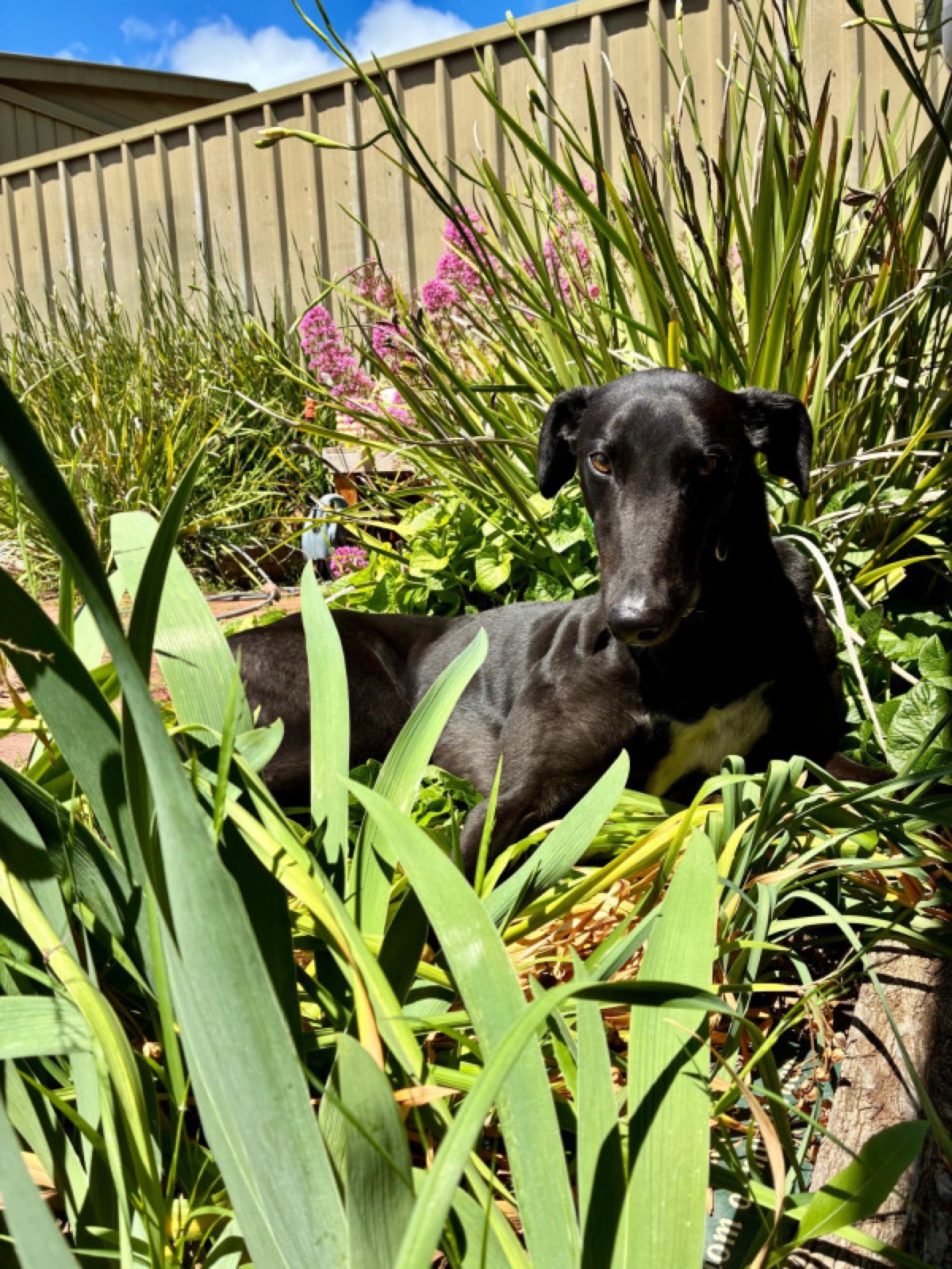 Albie