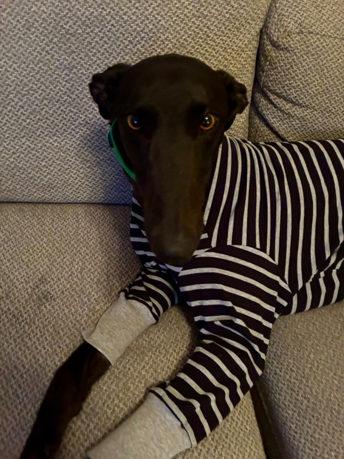 Albie