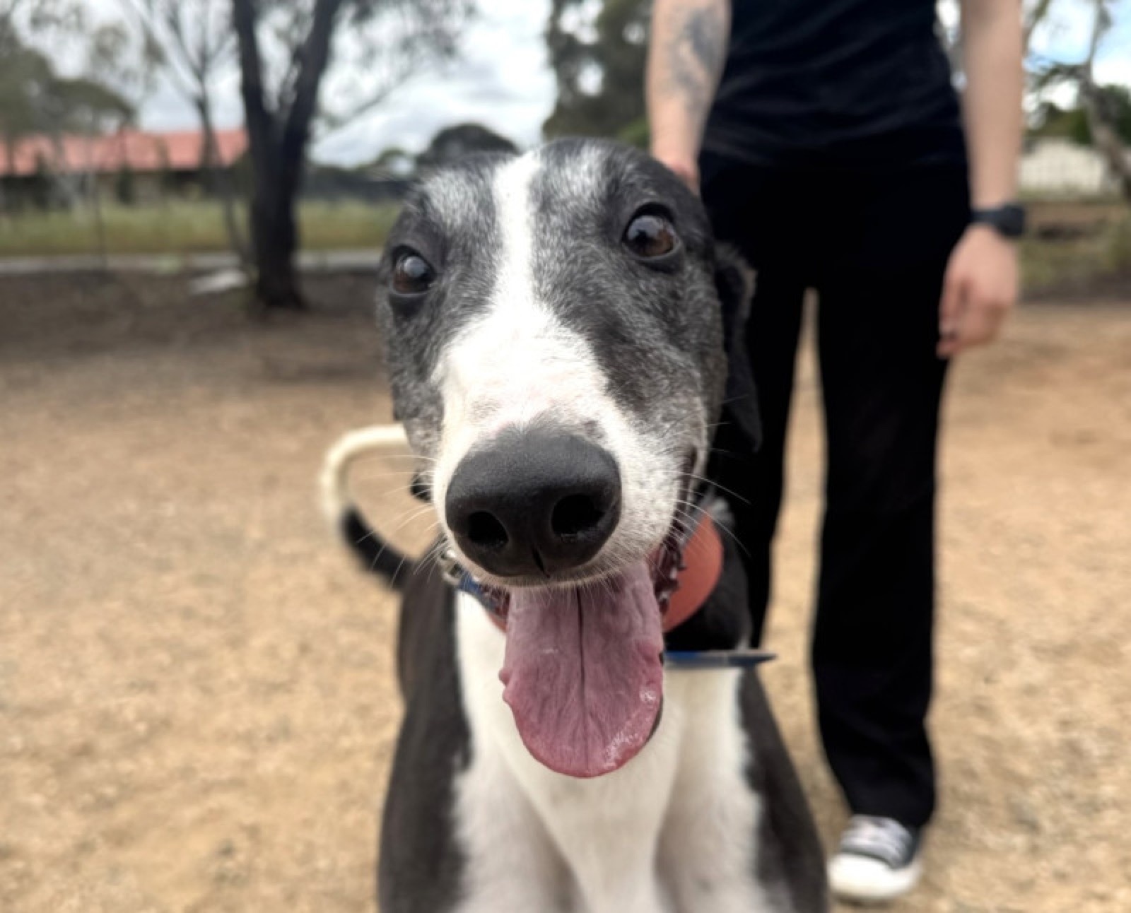 Maestro