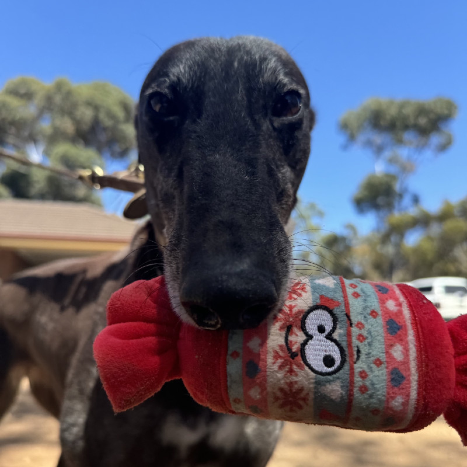 Lulu