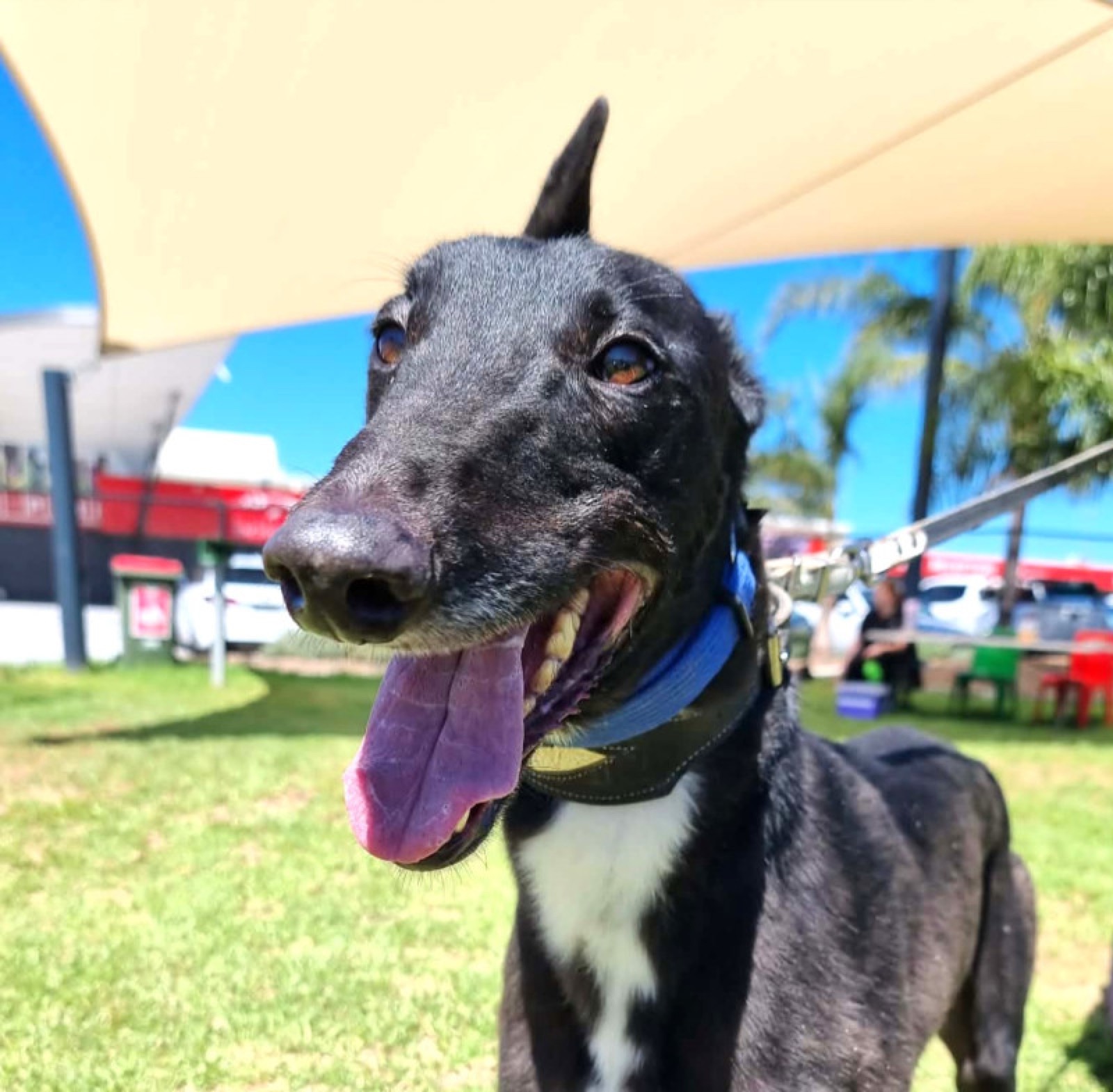 Ozzie