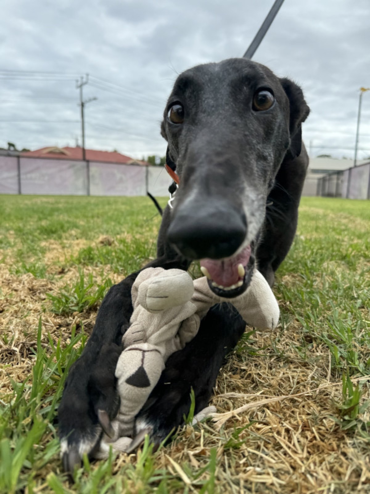 Snoop