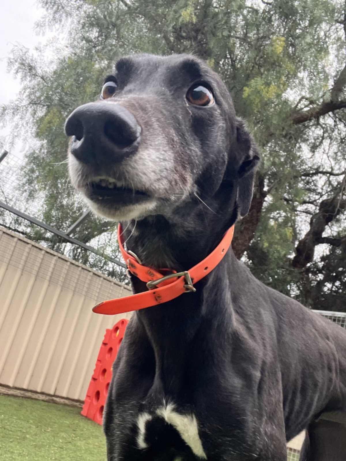 Chloe